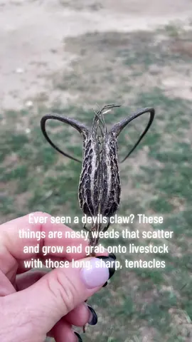 #devilsclaw #ranchlife #fyp #evil 