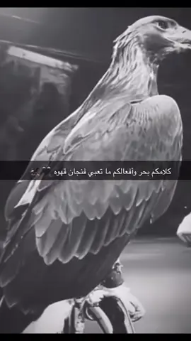 #كلامكم_بحر_وأفعالكم_ما_تعبي_فنجان_قهوه👌🏽🦅🥷#تصميم_فيديوهات🎶🎤🎬👌🏽🔥🦅🖤☠️
