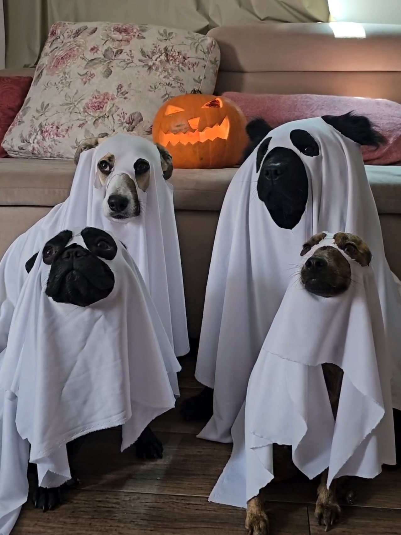 Os Cãotasmas ainda estão a solta 👻🐶 #halloween #cachorro #comédia #funny #humor #fyp 