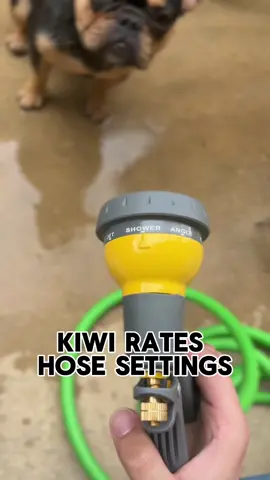 Kiwi is very particular about the hose settings  #frenchie #frenchbulldog 