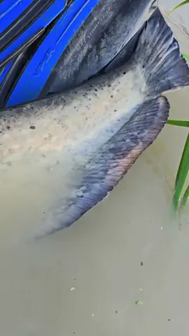 #fishing #pesca #wędkarstwo #catfish #siluro #sum 