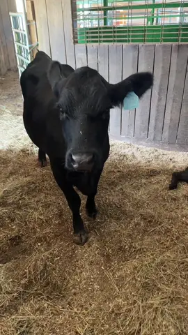 Matthew is home and resting. He seems very worn amout and tired from surgery! Not bothering him too much but I will update again tomorrow! #cow #farm #farmlife 