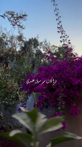 #بدون_موسيقى #مقاطعي_بدون_موسيقى #اكسبلورexplore #هاشتاغات #art #syria #سرمدا #الدانا #رواق #ادلب #فراقك_مو_سهل 