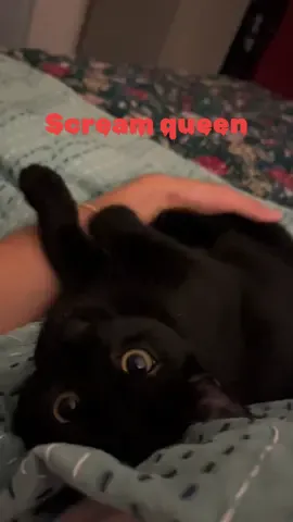 #PetsOfTikTok #pet #cats #blackcatsoftiktok #catsoftiktok #blackcat #cat #blackcatsaregoodluck 