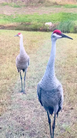 #sandhillcranes #florida 