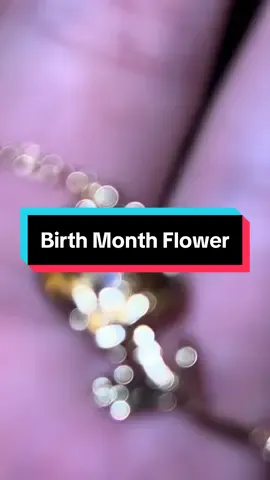 Whats your birth month? ✨    @modmints.us     #thoughtful #gold #necklace #beauty #custom #alexandrite #romanc #rose #Love #birthflower #june #trending #fyp #stockingstuffers #tiktokshopblackfriday #tiktokshopcybermonday #holidayhaul #falldealsforyou 