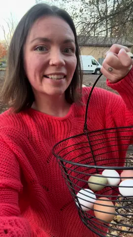 Tomorrow is Alex’s 33rd birthday!! 🎉 #lauxfamilyfarm #eggcollecting #chickensoftiktok #homestead 