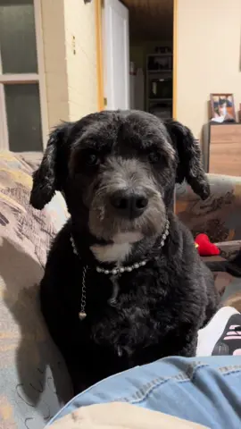 Mi nubecita ⛈️ #dogsoftiktok #doglover #dogs #freedogs 