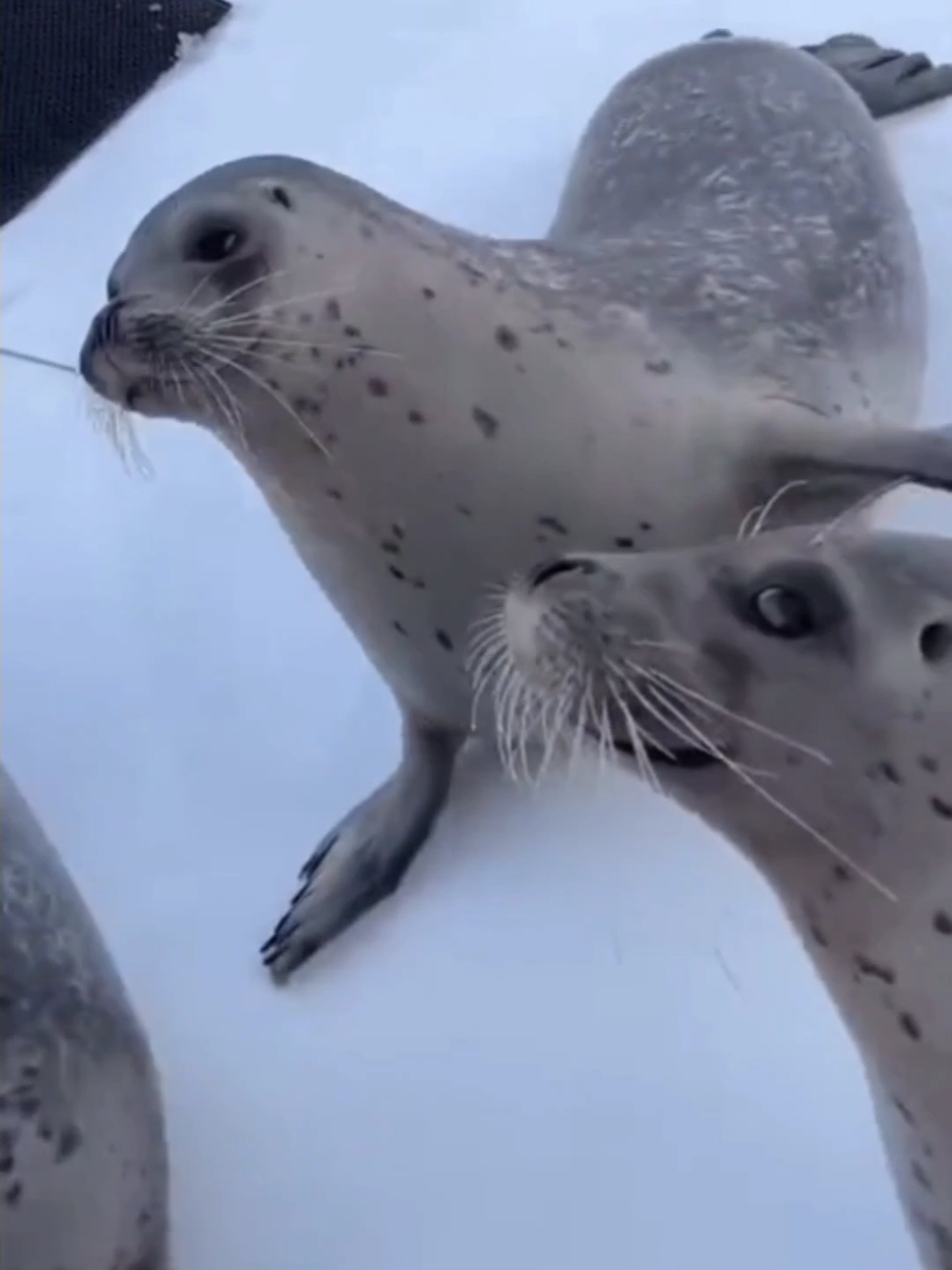 The dancing seals 🦭🕺🏼 #seal #seals #sealife #sealion #sealtok #dance #dancingseal #funnytiktok #viralvideos #silly #animal #sillyseal  #CapCut