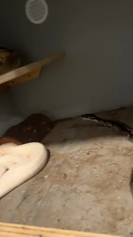 Next week video. Merch for sale on my website www.blacklakereptiles.com  I have exclusive content. Subscribe on instagram, Patreon or Facebook.  #ballpython #ballpythons #ballpythonmorphs #royal Python #ballpythonsofinstagram #python #pythons #snake #snakes #snek #reptile #reptiles #reptilesofinstagram #reptilelover #reptilekeeper #pet #pets #daily #instagram #tiktok #reels #cute #fun #happy #ballpythonsoftiktok #boise #idaho 