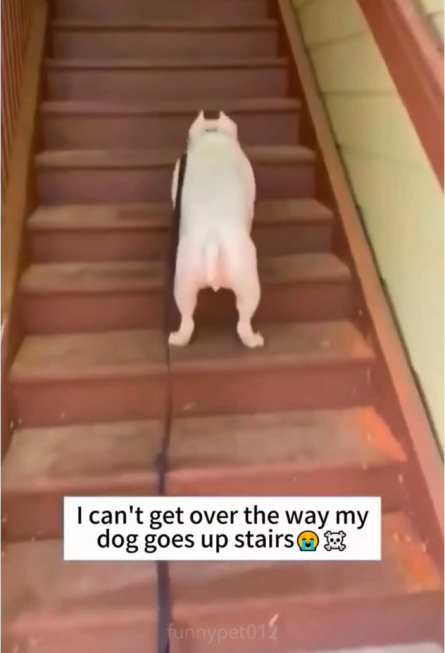 The dog’s way down the stairs🤣#dog #dogsoftiktok #cutedogs #dogs #doglover #fyp #foryou ##foryoupage #funnyanimals #usa_tiktok 