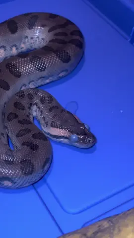 Baby Green Anaconda deep in shed 🥶✌🏽🌎 #anaconda #anaconda🐍 #snake #snakes #reptile #reptiles #pets #fyp #viralvideo #animal 