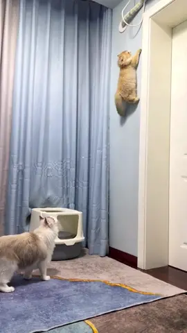 funny cat#funnycats #funnyanimals #petvideos #cat #catsoftiktok #fyp #usa #longervideos