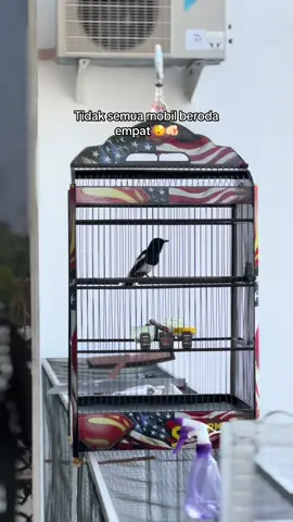 Tak gaekne konten bolo mugo2 mbot gae #madiun #kicauburung #gurumuda #genz #kicaumania #kacer #kacermaniaindonesia 