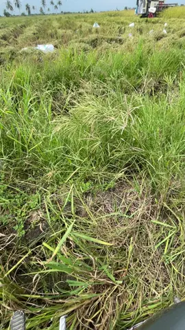 #fyp #panenraya #padi #sulawesiselatan #bugistiktok #viraltiktok #fyppppppppppppppppppppppp 