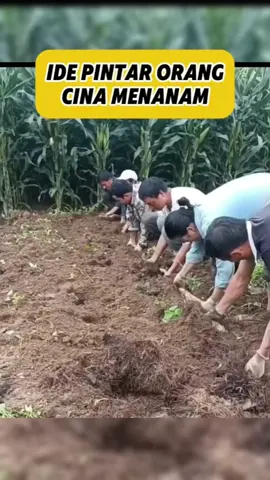 Ide pintar orang cina saat menanam  #faktadunia #faktamenarik #infounik #fakta #faktaunik #viral #info #wowfakta #faktadunia #kamuharustau #faktamenarik #faktanyagoogle #infounik #TikTokCreatorSearchInsightsIncentive 