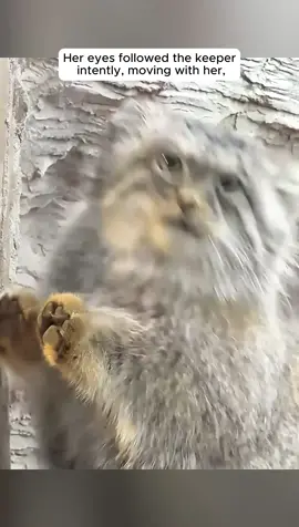 Pallas cat is happy to play with the keeper #pallascat #cat #catsoftiktok #animals #animalsoftiktok #fyp 