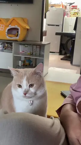 Hahah suara selembut hati dia #pororoandthegank  