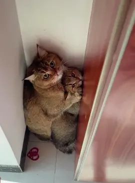 Antisocial cats. #cat #catsoftiktok #funnycats #catlove #foruyou #fyp 