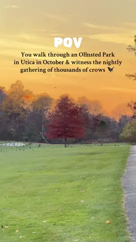 🔉 sound on to hear the most insane nightly gathering of crows in Utica 🐦‍⬛  also trying to find my way to the crow side of TikTok. it’s truly nuts to walk before sunset, hear the build up and witness them in person.  #crowsoftiktok #crows #parksandrec #fallaesthetic #spookyvibes #uticany #octobermood #fypシ #walkchallenge #creepy 