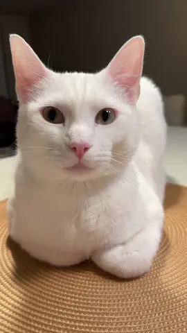 It’s the slow blinking for me 🥹🫶🏻 #cattok #catsvideo #fyp