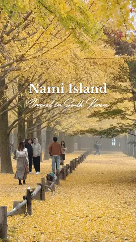 Glimpse of Nami Island 2024 #koreanautumn #namiisland #namiislandkorea #autumnkorea #travelphotographer 