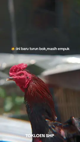 koyo sopo kui kae😁🐔🗿#fyp #fypage #berandamu #xyzbca #ayambangkok #ayambangkoksuper #ayambangkokindinesia #pakhoy #ayampakhoy #salatiga24jam 