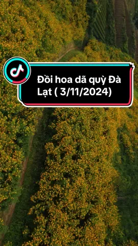 Mùa vàng rực cả núi đồi của Đà Lạt đã về mn đã check in chưa#tiemanhbaprangbo #chill #dalat #hoadaquy#dalat#chuphinhdalat 