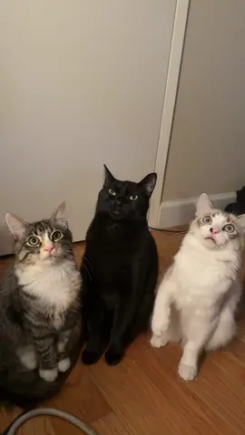 caturday night 🪩 #cattraining #cattricks #catsoftiktok #smartcat #blackcat #calico #lynxpoint #fyp #foryou #foryoupage #kittensoftiktok #threecats 