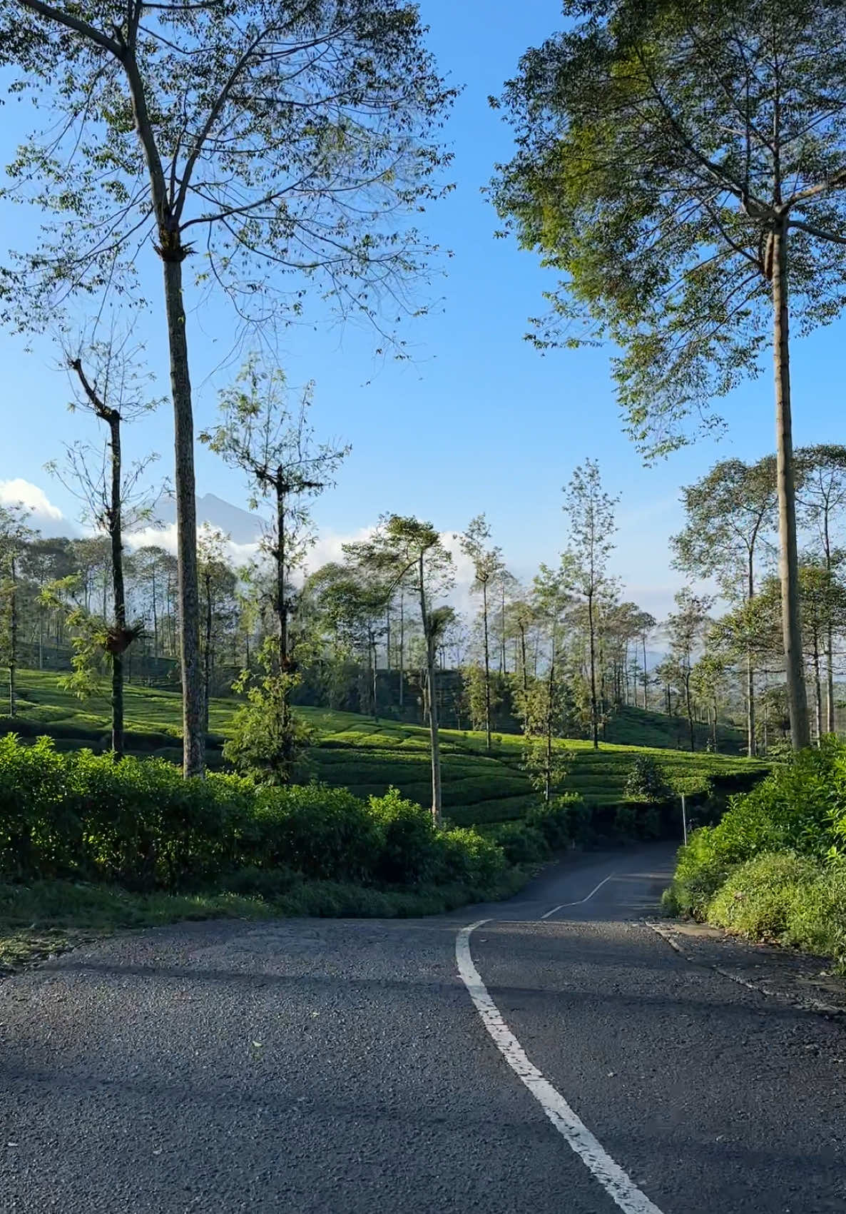 Jalanan indah tengah Kebun Teh di Wonosobo, cocok buat jalan jalan pagi nih #fyp #wonosobo #dieng 