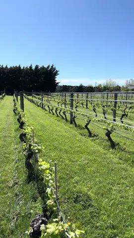 🍇🍇🍇🍇#นิวซีแลนด์ฟาร์ม 