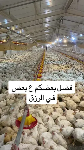تربيه دجاج الزراعي العنابر المغلقه#تربيه_دجاج_الزراعي #chickenraising #poultry #chick #chick #chickensoftiktok #fypシ゚viral #tavukçu #poultrycare 