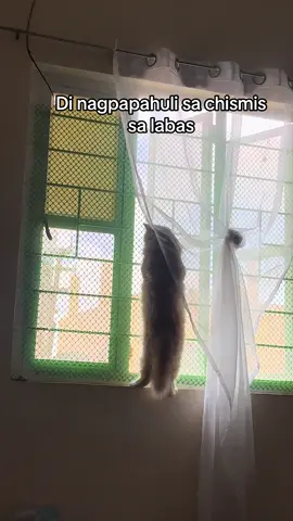 Tinalo pa ako sa chismisan e🙄🤭 #cats #pet #videoviral