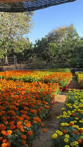 26 Tết ở quê 🏡 🧧  #Vlog  