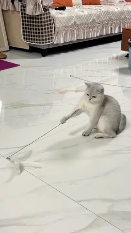 Cat Toy Wand Natural Feather#fyp #tiktokshop #tiktokshopfinds #pet #cat 