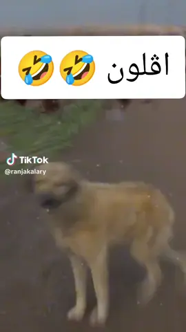 افلوني 🤣🤣🤣