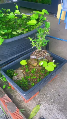 Setup hồ thuỷ sinh nho nhỏ đơn giản #08_11  #thuysinhngoaitroi #thuysinhdongian #nguyennhakhiem #khiemtocxoanguppy #cabaymau #dcgr #LearnOnTikTok #review #thetrieuguppyfarm #vothetrieu 