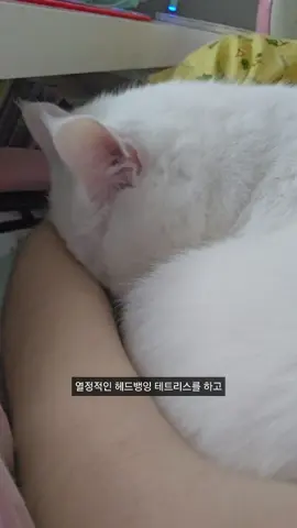 세상에서 가장 희한하게 자는 그들,,,헤드뱅잉 테트리스 수면법과 상하의상하의상하의 수면법의 콜라보,,, #레오와개집사둘 #고양이 #틱톡애니멀 #애니멀톡 #catsoftiktok #cat #fyp 