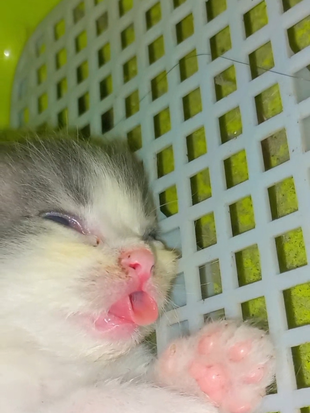 mabok susu 😂 #cat #fyp #kucinglucu 