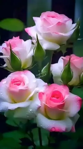 Despedida y Regreso Carlos Guevara #Llaneras + #Recordados #Dedicados #Vendidos #Sonados #LlanerasParaTi #LlanerasParaEstados #LlanerasVenezuela  #longervideos  #Djgronele  #ElTocuyo #gronele #gronele1 #greisherd #CapCut #pitufo_1 