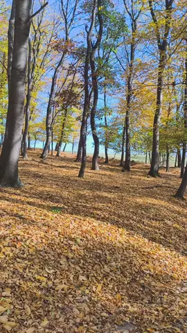 #toamna🍁🍂 