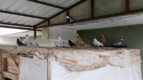 #keşfet #kesfetteyiz #fyppp #güvercin #güvercinsevdası #mavie #pubg #güvercinsevdası 