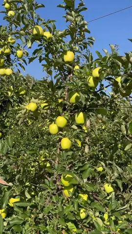 Вот такой урожай можно получать на третий год существования сада, если освоить агротехнику 
