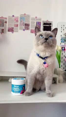 Happy Tummy ☺️ #happytummy #profbengalforcats #profbengalhappytummy #cat #catsoftiktok #catlover #cattok #catslovers #pet #PetsOfTikTok #petlover #petlife #persiancat 