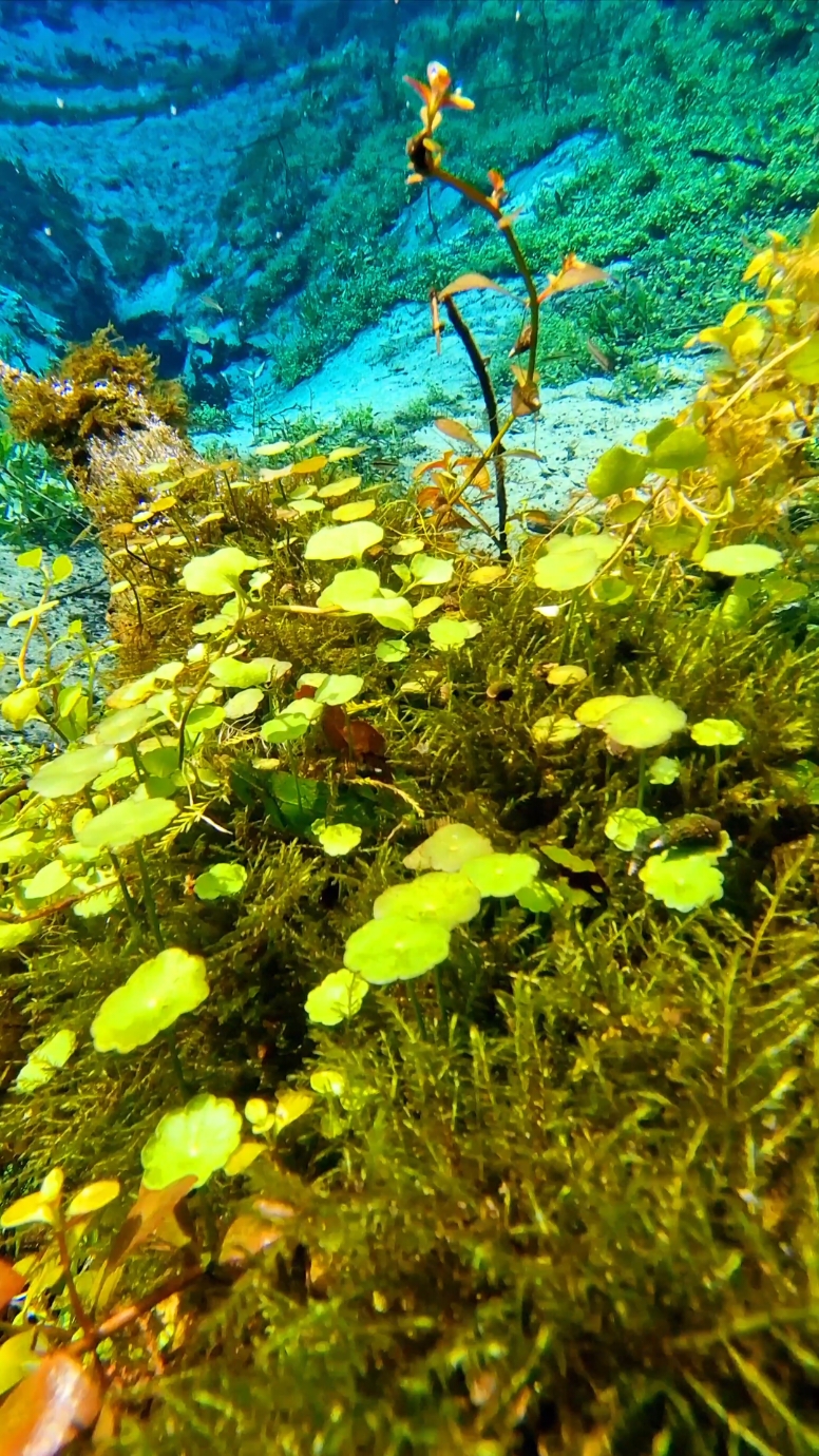 Nature heals. i took my time to go out in Narure again for some weeks to just be with myself,reflect and heal. Ww are here on this planet to learn but sometimes learning hurts and then we need time to heal. Nature is a good medicine for this healing process 🙏 . #plantedaquarium #calm #plantedtank #naturelover #underwater #naturevibes #aquariumsdaily #nanoscape #beautifulnature #florida #aquascapeindonesia #aquascapes #fishtank #fishtanks #nanofish 