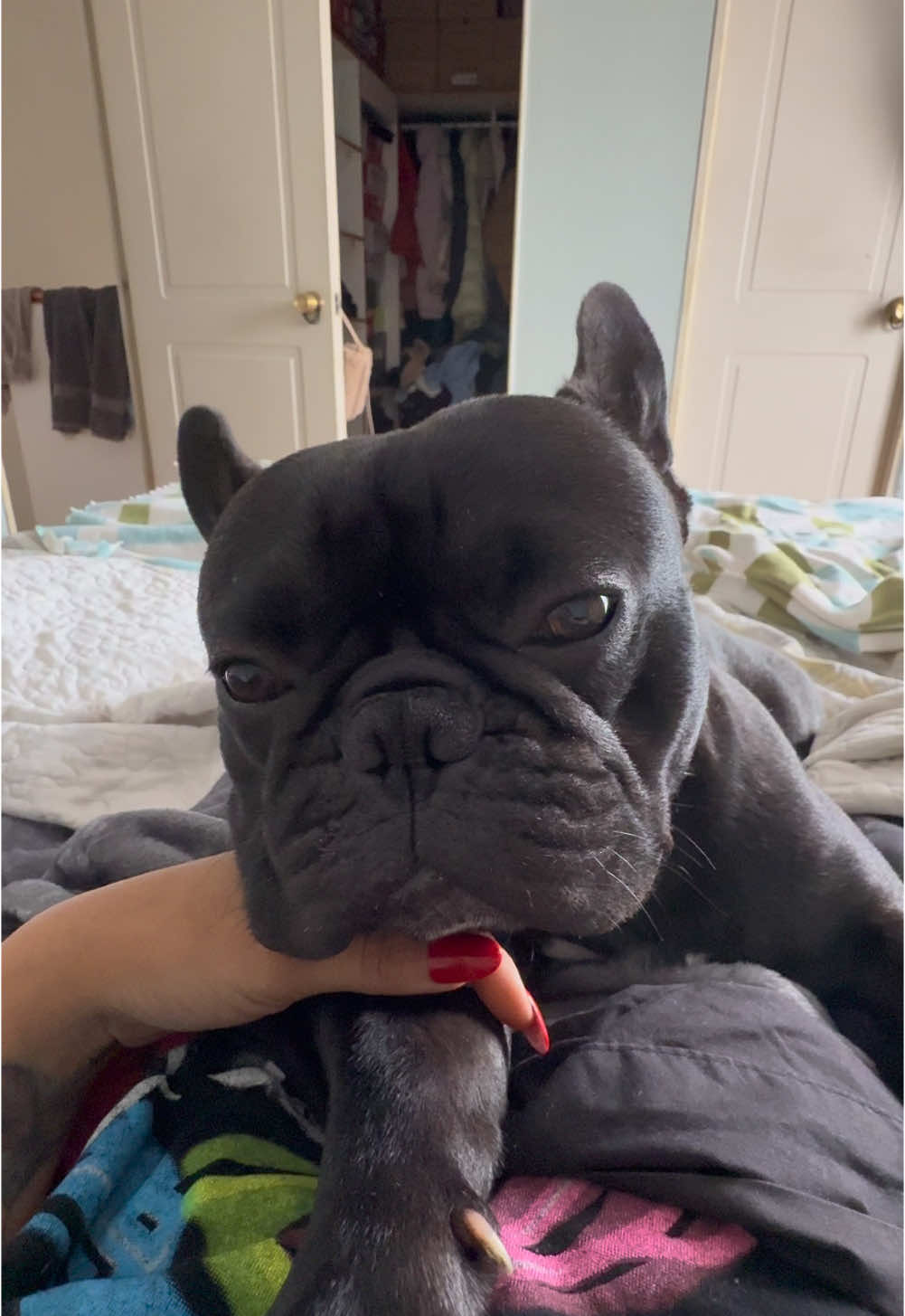 BUENOS DIAS 🩷🩷🩷 regaloneando a mi tesoro 🩵 #bulldogfrances #happy #frenchies #bulldogfranceschile #frenchbulldog #dog #viral #perrito #mascotas 