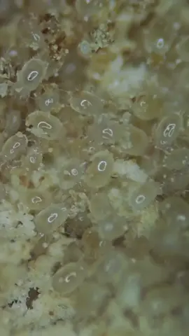 Pringles under a microscope #microscope #tiktokusa 