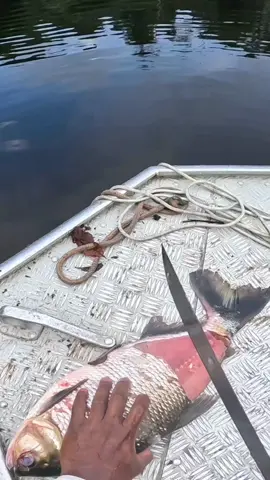 Esse lugar tem muito peixe #pesca #traira #trairao #matrinxa #pantanal