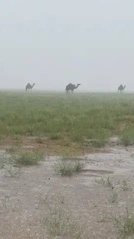 #اكسبلوررررر امطار #حلي اليوم الاحد ٢ نوفمبر ٢٠٢٤ #تصويري 