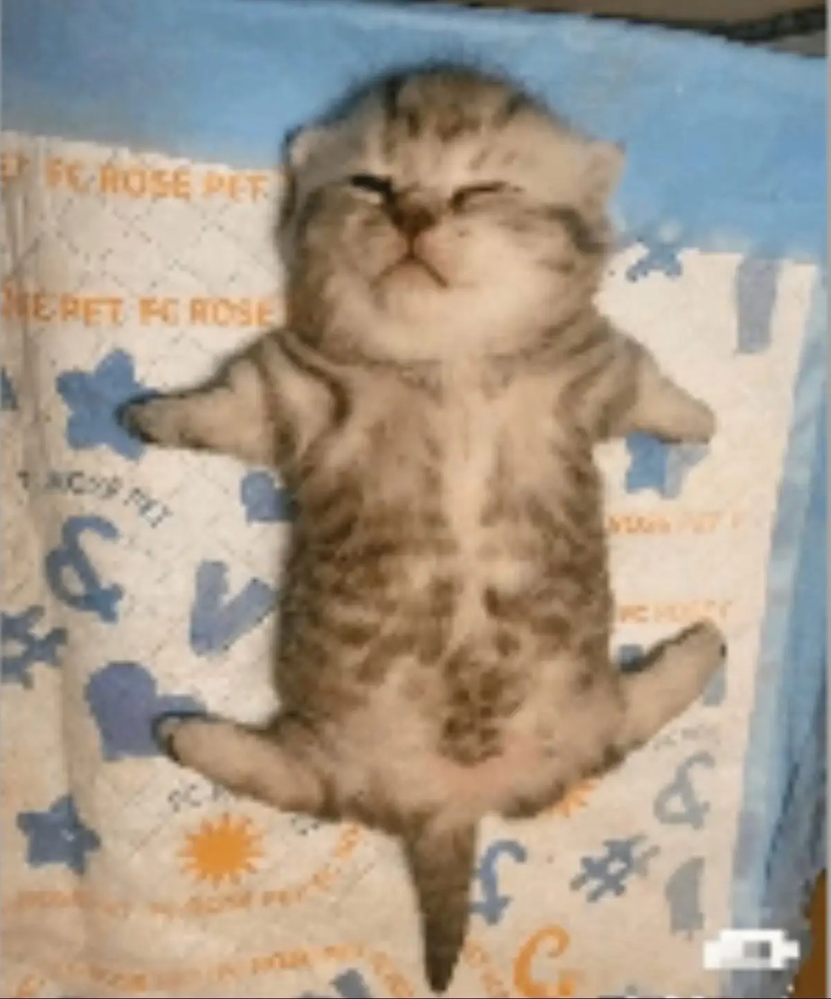 it’s me btw #fypシ #viral #fyp #cat #silly #sleepy #foryou #yay 